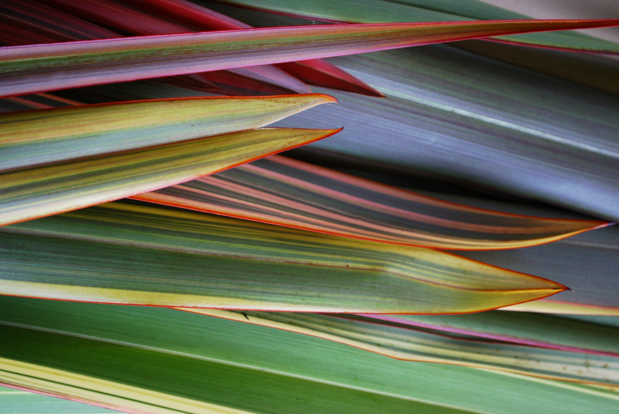 HOrizontal Harakeke Flax