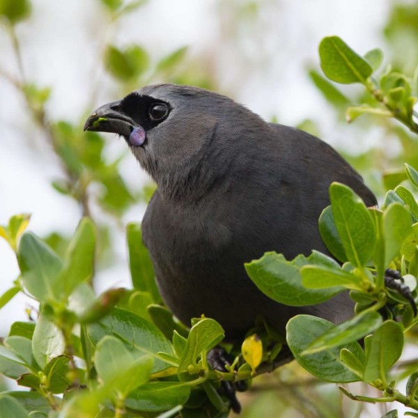 Juvenile kokako Hauturu  resized for website
